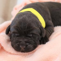 Sprinkles - Chocolate female Labrador Retriever puppy in Camden, Indiana from Camden's Caring Canines