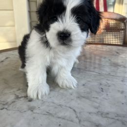 Rocco - Black male Companion Cross puppy in Lodi, California from V & V Kennels