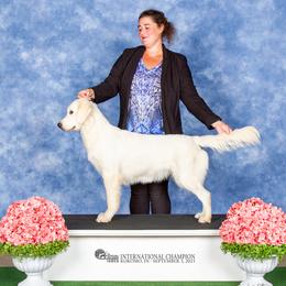 Golden Retriever puppies from Composer Goldens