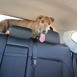 Hoss - Greyhound