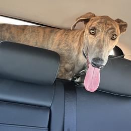 Hoss - Greyhound