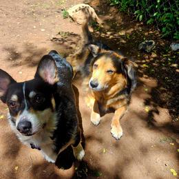 American Corgi, Cardigan Welsh Corgi, and Pembroke Welsh Corgi Puppies from Enok Corgis