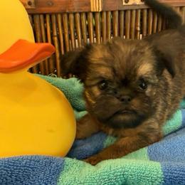 Buster - Red male Brussels Griffon puppy in Brooks, Georgia from Brooks Berner Bears & Brussels Griffons