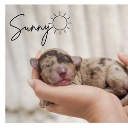 SUNNY - male Double Doodle puppy in Hialeah, Florida from The Pup Spot