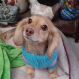 Zena - Dachshund
