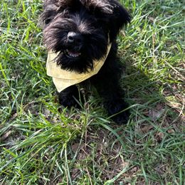 Miniature Schnauzer Puppies from Patty’s Little Pups