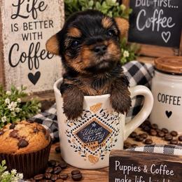 Autumn - Black and tan female Yorkshire Terrier puppy in Bowling Green, Kentucky from Lil Country Gems Yorkies