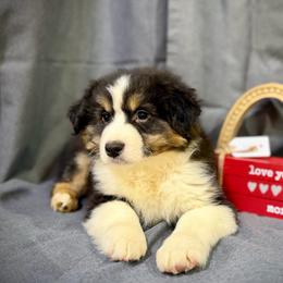 Hank - Black male Miniature American Shepherd puppy in Clinton, Missouri from Mockingbirds American Minis