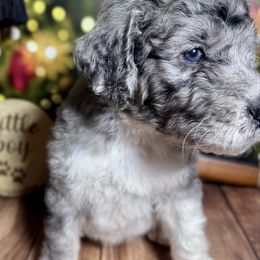 Ralphie Merle Parti male 1 - Merle male Labradoodle puppy in Kingston, Georgia from CC Familydoodles