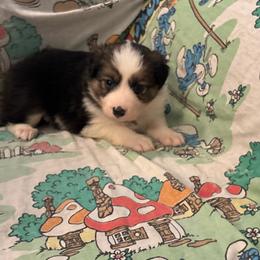 Girl 3 - Tri-color female Border Collie puppy in Defuniak Springs, Florida from Blue Cypress Stock dogs