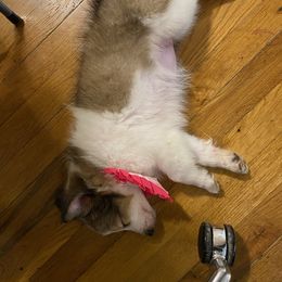 Shetland Sheepdog Puppies from DK'S Sassy River Shelties