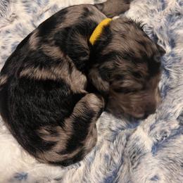 Miss Yellow - Blue merle female Aussiedoodle puppy in Taylor, Missouri from Pawsitively Doodles