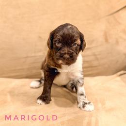 Marigold - Merle female Goldendoodle puppy in Dallas County, Texas from Dream A Little Doodle