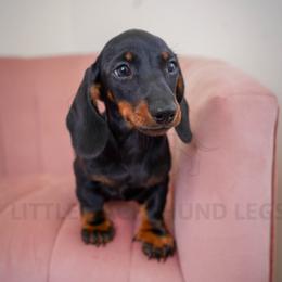 Paramedic - Black and tan male Dachshund puppy in Temecula, California from Naomi Magee's Dachshund Kennel