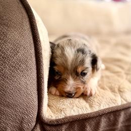 Dandelion - Blue merle female Miniature Australian Shepherd puppy in Harpers Ferry, West Virginia from Carter's Cuties