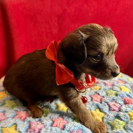 Prague Ratter Puppies from North Star Gem’s Prague Ratters