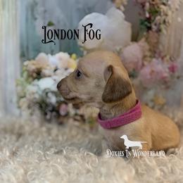 London Fog - Cream female Dachshund puppy in Rainier, Oregon from Doxies in Wonderland