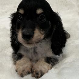 Sosa - Black and cream male Dachshund puppy in Charleston, Illinois from Gooddach’s Dachshunds