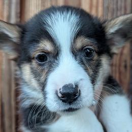 Boy 2 - Black and white male Cardigan Welsh Corgi puppy in Chehalis, Washington from Triple B Corgis