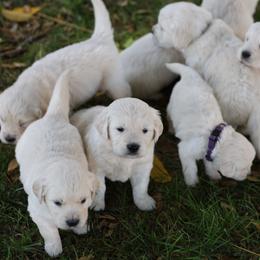 Tundra - Light golden male Golden Retriever puppy in Payette, Idaho from Stonewick Retrievers