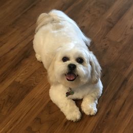 Louie - Lhasa Apso