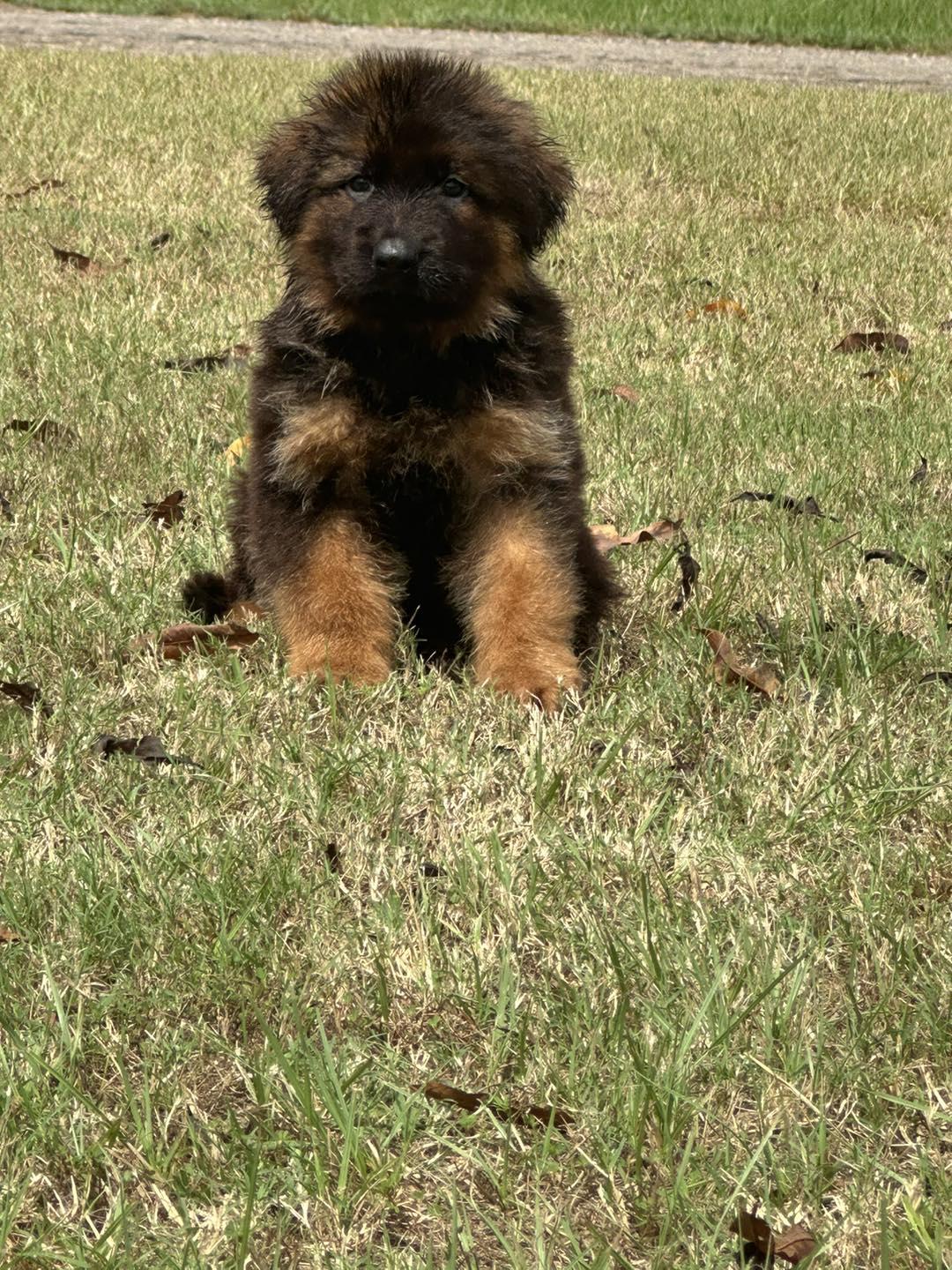 German Shepherds from Maximum Security GSD