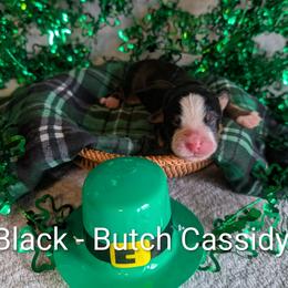 Black - Butch Cassidy - Black rust and white male Bernese Mountain Dog puppy in Marion, Indiana from Zarah's Bernese Mountain Dogs