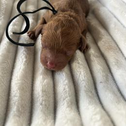 AKC Black Collar - Red  male Poodle puppy in Powder Springs, Georgia from West Cobb Dogs