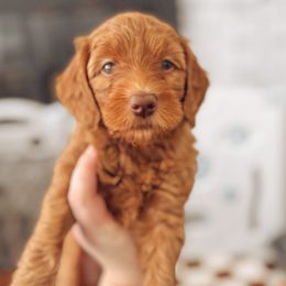 Goldendoodle Puppies from Summer Sun Doodles