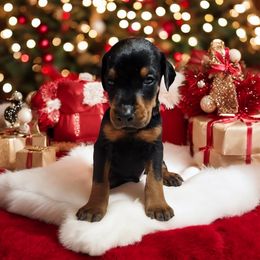 Doberman Pinscher Puppies from Makkr Ridge Dobermans LLC