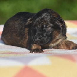 Sable female - Sable female German Shepherd puppy in Marianna, Florida from Haus M Godwin