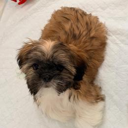 Tyler - Gold and white male Shih Tzu puppy in Hemet, California from Aloha Shih Tzu
