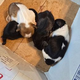 Shih Tzu puppies from Christye Bolen