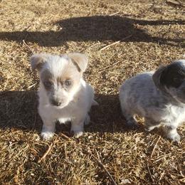 Dash - Parti male Poodle puppy in Manassa, Colorado from Cami’s Colorado Cuties