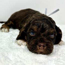 Grey collar boy - Brown and tan male Cockapoo puppy in Oologah, Oklahoma from Timber Hills Poodles and Doodles