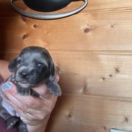 Eclair - Dapple female Dachshund puppy in Cheyenne, Wyoming from Great Basin Hounds