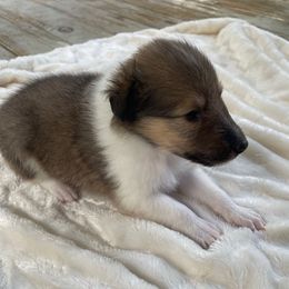 Ni - Sable and white female Collie puppy in Bamberg, South Carolina from Shakhor Ohr Collies and Pomeranians
