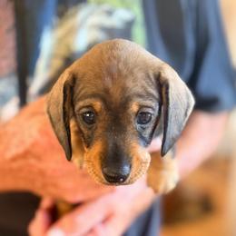 Lily - Wild boar female Dachshund puppy in Gavilan Hills, California from Bacchanal Kennel/Ranch
