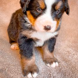 Bernedoodle, Bernese Mountain Dog, and Siberian Husky Puppies from Timberline Paws