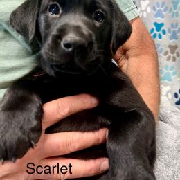Scarlet - Black female Labrador Retriever puppy in Sandpoint, Idaho from Allen Sunnyside AKC Labs