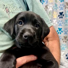 Scarlet - Black female Labrador Retriever puppy in Sandpoint, Idaho from Allen Sunnyside AKC Labs