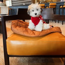 Shihpoo and Shih Tzu Puppies from The Luckie Puppy