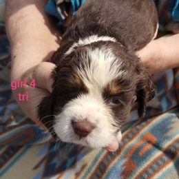 Girl 4 - Liver white and tan female English Springer Spaniel puppy in St. Louis, Michigan from Jo's Gems Springer