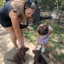 Labrador Retriever Puppies from Naomi's Labrador Retrievers