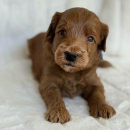 Blueberry (18 lbs full grown) - Red  male Goldendoodle puppy in Phelan, California from High Desert Doodles - the original