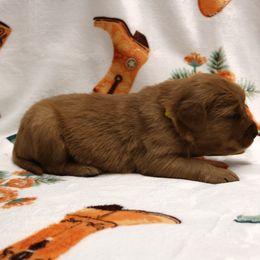 Spur - Dark golden male Golden Retriever puppy in New Weston, Ohio from Bertke AKC Golden Retrievers and Bernese Mountain Dogs