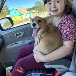 Pembroke Welsh Corgi Puppies from Diamond H Ranch Pembroke Welsh Corgis