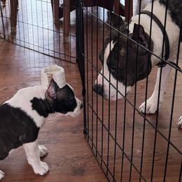 American Staffordshire Terriers from Two Bridges AmStaffs