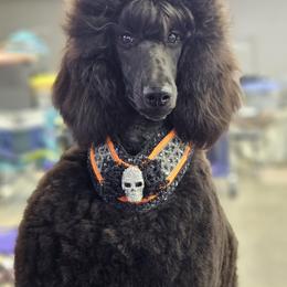 Taco (Stuffing) - Blue Poodle puppy in Oklahoma from Morgenstern Kennels