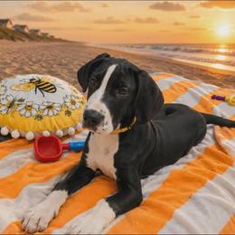 Cecilia - Mantle female Great Dane puppy in Brooksville, Florida from Follow My Lead Great Danes